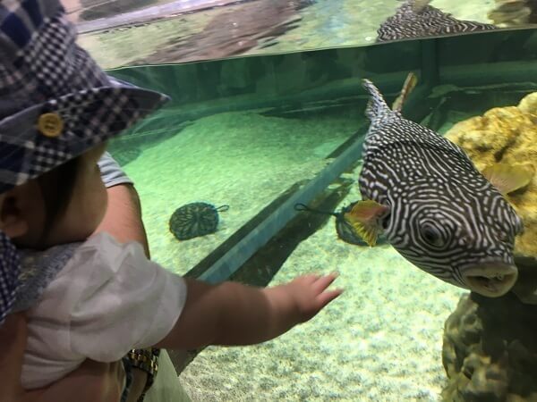 フグを見る赤ちゃん,三重,鳥羽水族館,