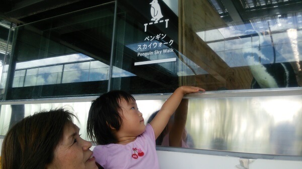 ガラスに触る幼児,三重,鳥羽水族館,