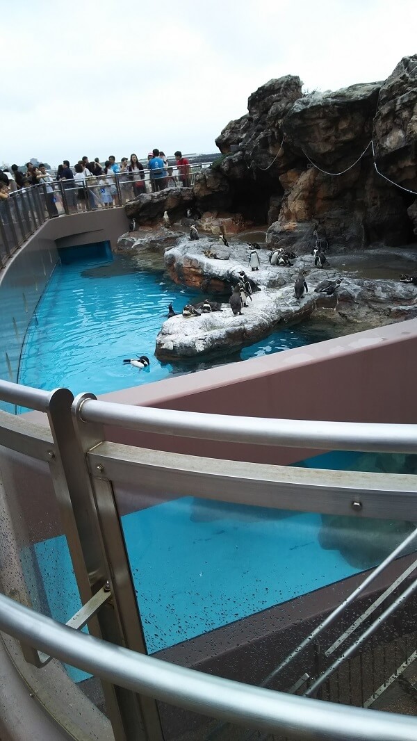 ペンギンのプール,水族館,大洗,