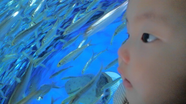 魚を見つめる赤ちゃん,水族館,大洗,
