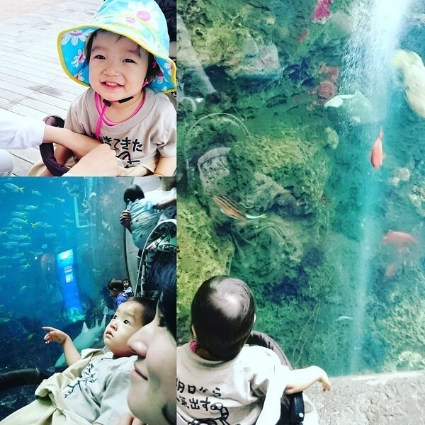 コラージュした写真,千葉,鴨川シーワールド,