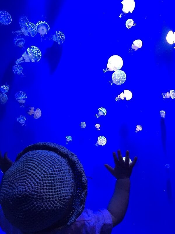 くらげを見る幼児,千葉,鴨川シーワールド,