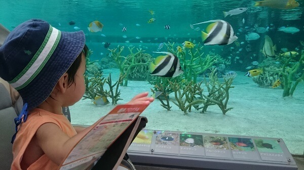 熱帯魚を見る赤ちゃん,千葉,鴨川シーワールド,