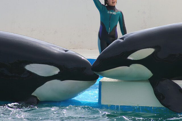 シャチのキス,水族館,千葉,