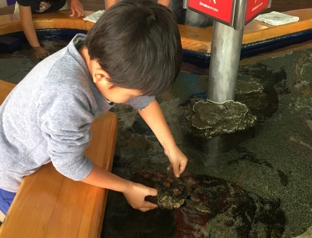 タッチング水槽,栃木県,なかがわ,水遊園