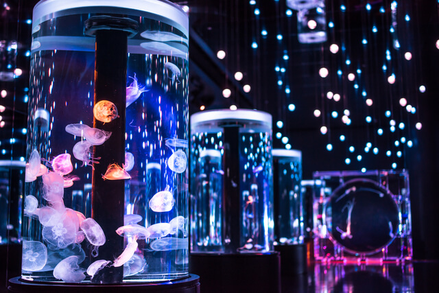 アクアパーク品川クラゲ,関東,水族館,