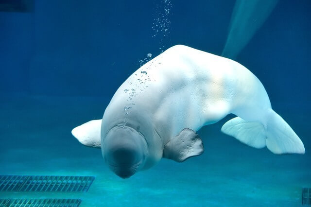 鴨川シーワールドのベルーガ,関東,水族館,