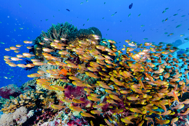 魚の群れ,魚,絵本,
