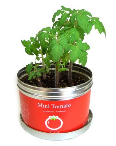 ナガクラ リトルガーデン・プロ ミニトマト LGP-01,家庭,野菜,栽培