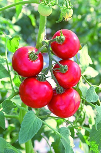 日本デルモンテアグリ トマト苗 めちゃなりトゥインクル+ぜいたくトマト 9cm苗 2本セット,家庭,野菜,栽培