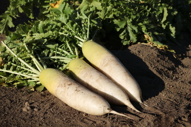 大根,離乳食,大根,