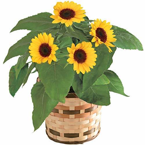 父の日 ひまわり 鉢植え フラワーギフト 5号鉢,父の日,旦那,