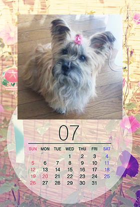 pictolペット,写真,無料,カード