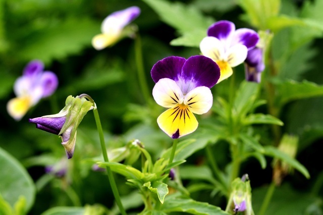 パンジー,水族館,さいたま,