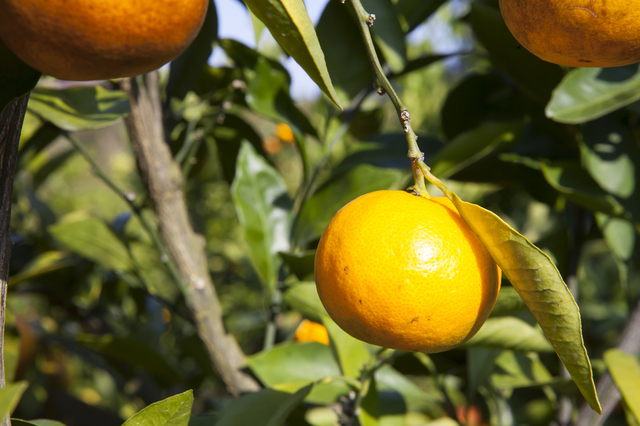 みかん農園のイメージ,大阪,みかん狩り,おすすめ