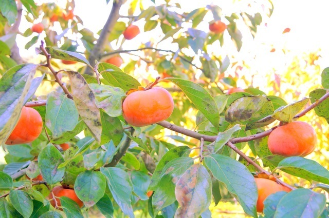 次郎柿,秋,果物狩り,関東
