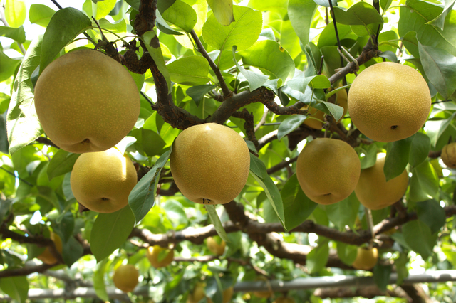 豊水の梨,秋,果物狩り,関東