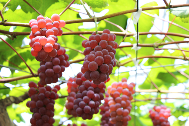 デラウェアぶどう,秋,果物狩り,関東