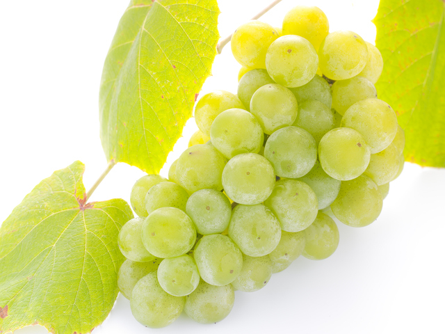 ポートランドぶどう,秋,果物狩り,関東