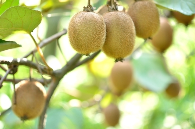 キウイ畑,秋,果物狩り,関東