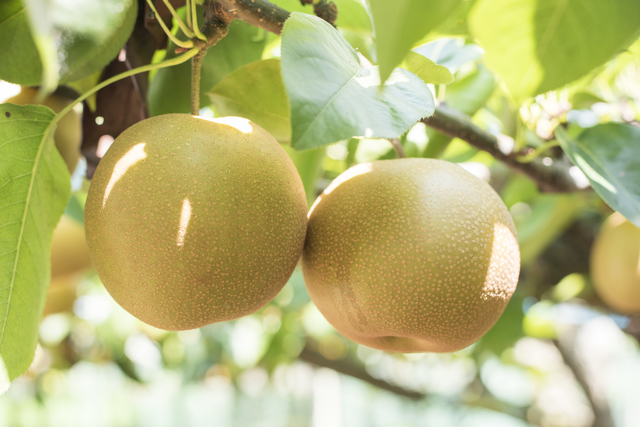 梨の木,秋,果物狩り,関東
