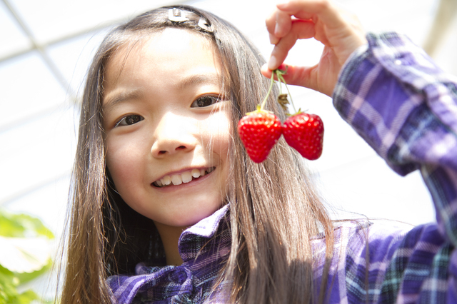双子いちごを持つ女の子,秋,果物狩り,関東