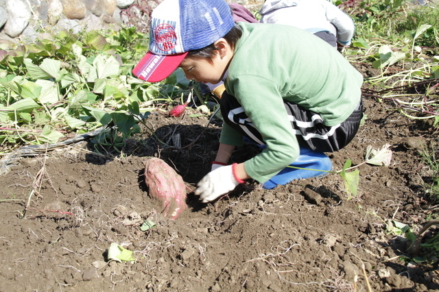 さつまいも掘りをする男の子,秋,果物狩り,関東