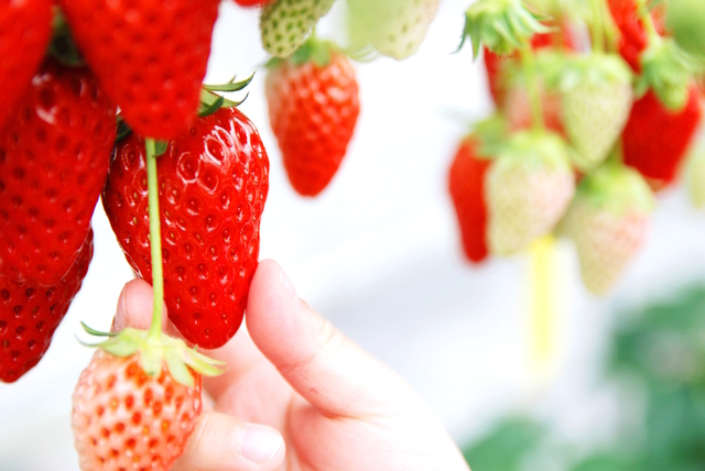 いちご狩りをする手,秋,果物狩り,関東