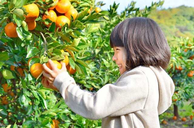 みかん狩りをする女の子,秋,果物狩り,関東
