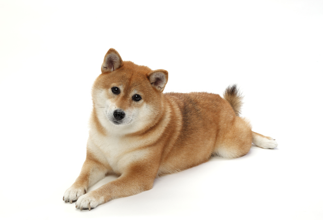 座っている柴犬,秋,果物狩り,関東