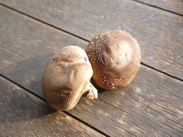 しいたけ,秋,果物狩り,関東