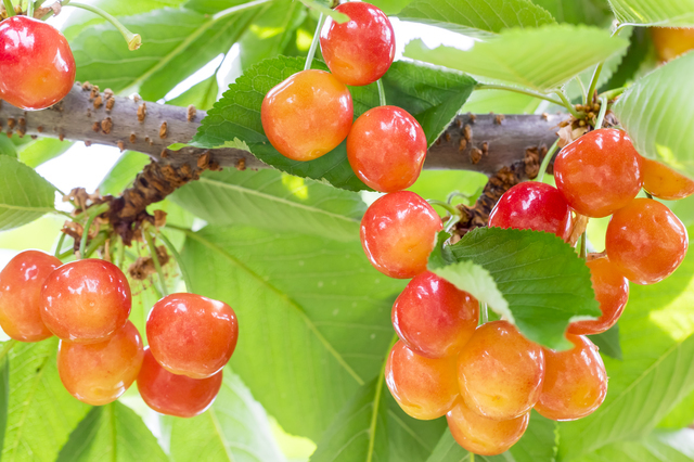 さくらんぼの木,秋,果物狩り,関東