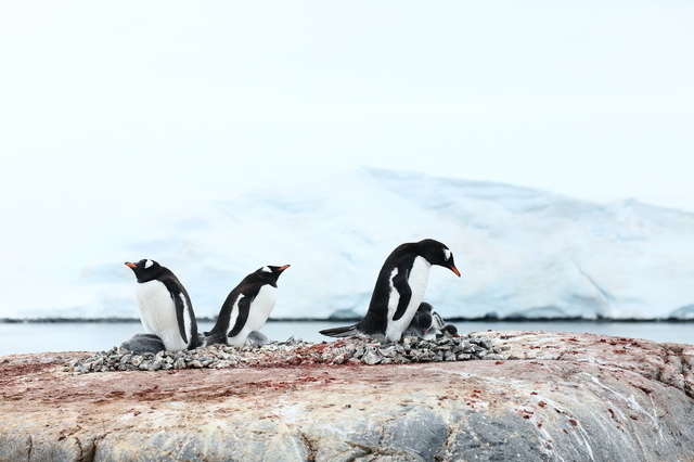 ペンギン南極,夏休み,自由研究,しらせ
