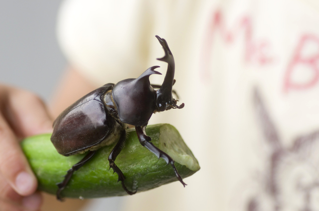 きゅうりとカブトムシ,昆虫採集,埼玉,カブトムシ