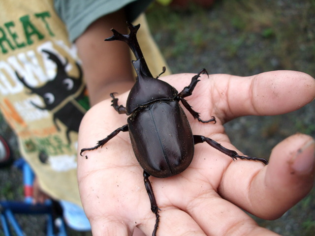 子どもの手の上にカブトムシ,昆虫採集,埼玉,カブトムシ