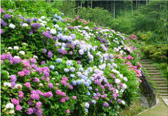 ,あじさい,名所,静岡県