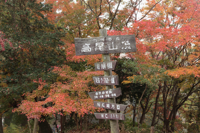 高尾山,高尾山,子ども,ハイキングコース