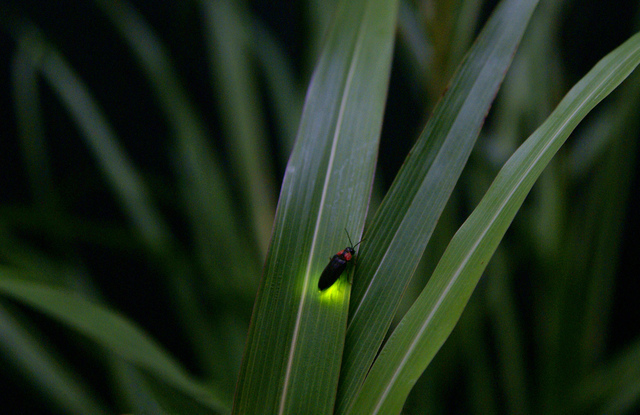 秩父ミューズパークの蛍,蛍,埼玉,観賞