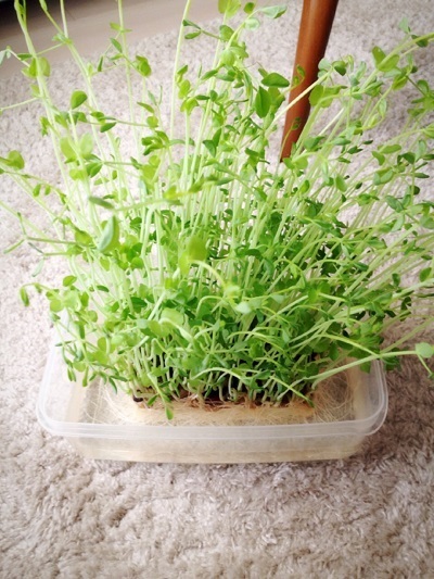 水菜栽培,野菜,捨てる部分,野菜栽培