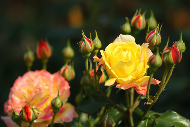 ,まつり,名所,新潟県