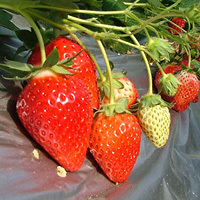 佐野観光農園「アグリタウン」のいちご,佐野,アグリタウン,いちご狩り