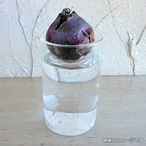 水栽培用ポット　ガラスポットショート,花,栽培キット,簡単