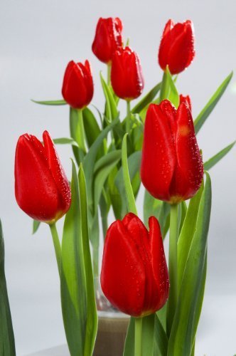 冬季限定　ウインターチューリップ　水耕栽培キット,花,栽培キット,簡単