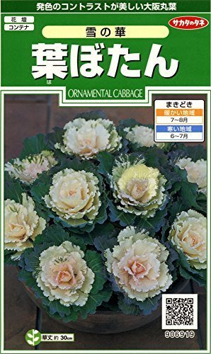 サカタのタネ 葉ぼたん 雪の華 ,花,栽培キット,簡単