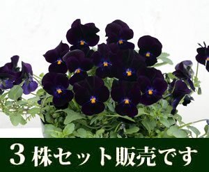 ビオラ ピエナ　ブラック３　ポットセット ,花,栽培キット,簡単