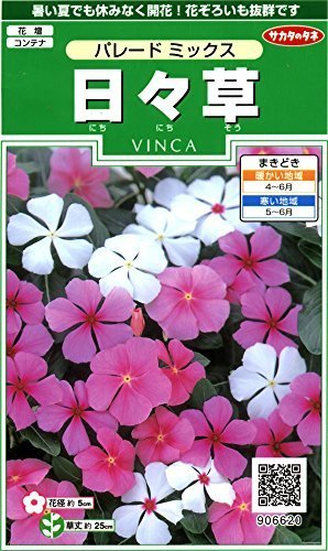 日々草のタネ,花,栽培キット,簡単