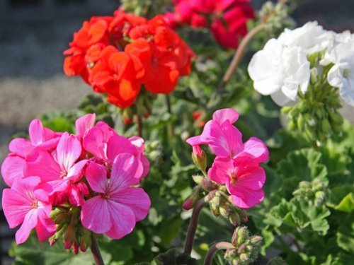 ぜラニウム 10.5cmポット,花,栽培キット,簡単