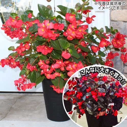 国華園　ベゴニア　レッドグリーンリーフ　1株,花,栽培キット,簡単
