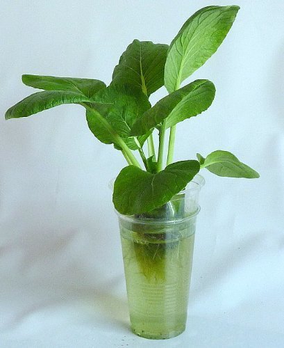 家庭用 野菜の水耕栽培キット「窓際族」（窓辺で小松菜）,野菜,栽培,簡単