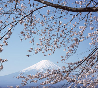 富士山と桜,河口湖,キャンプ場,コテージ